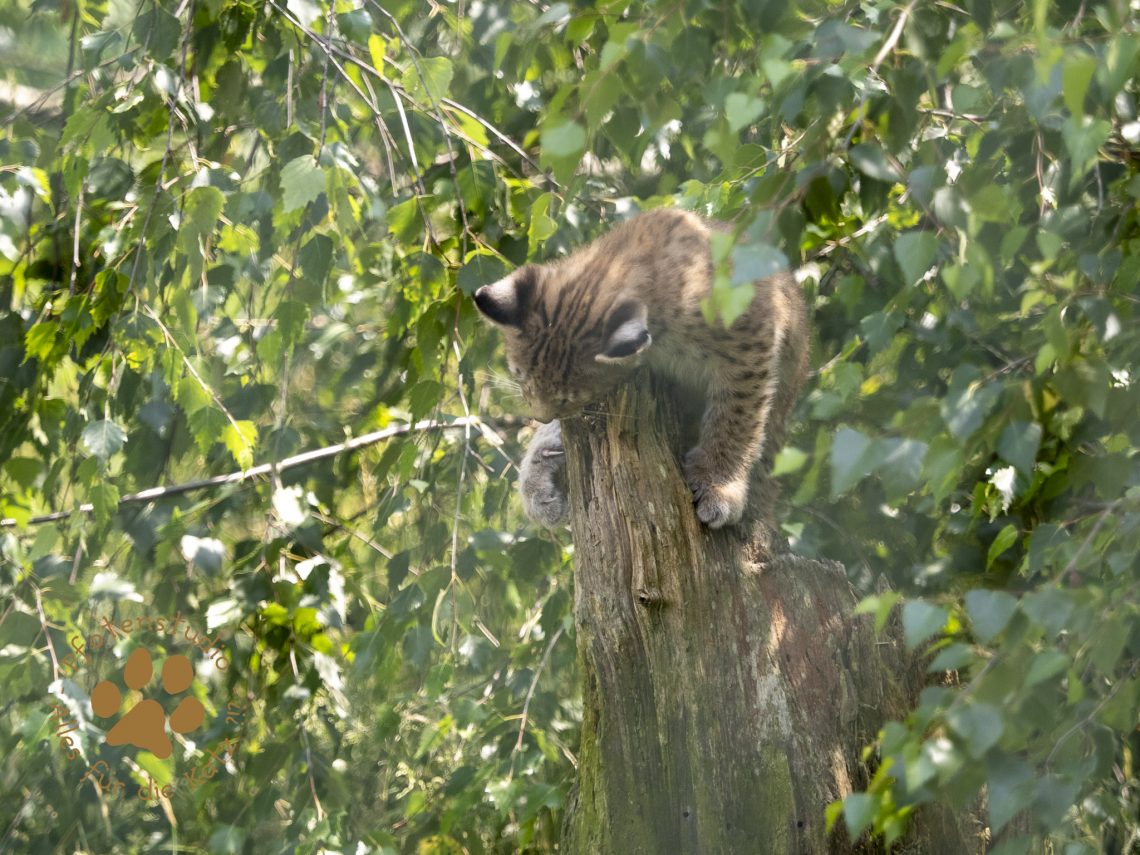 Europ_ischer_Luchs_6260692
