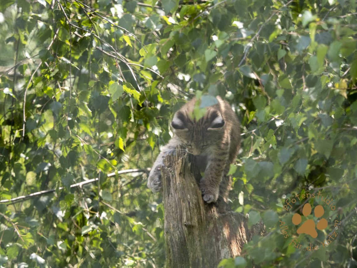 Europ_ischer_Luchs_6260701