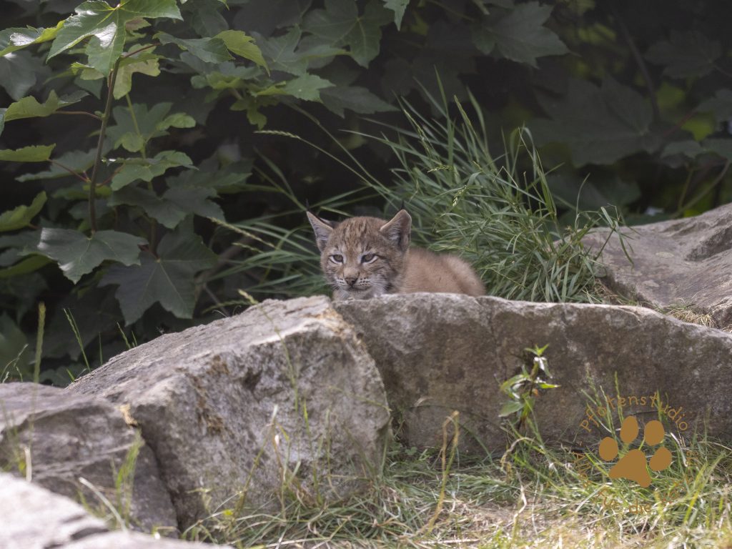 Europ_ischer_Luchs_6260721