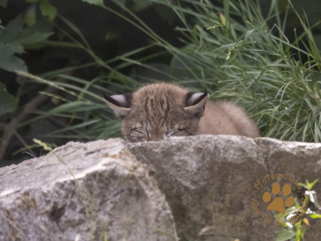 Europ_ischer_Luchs_6260725
