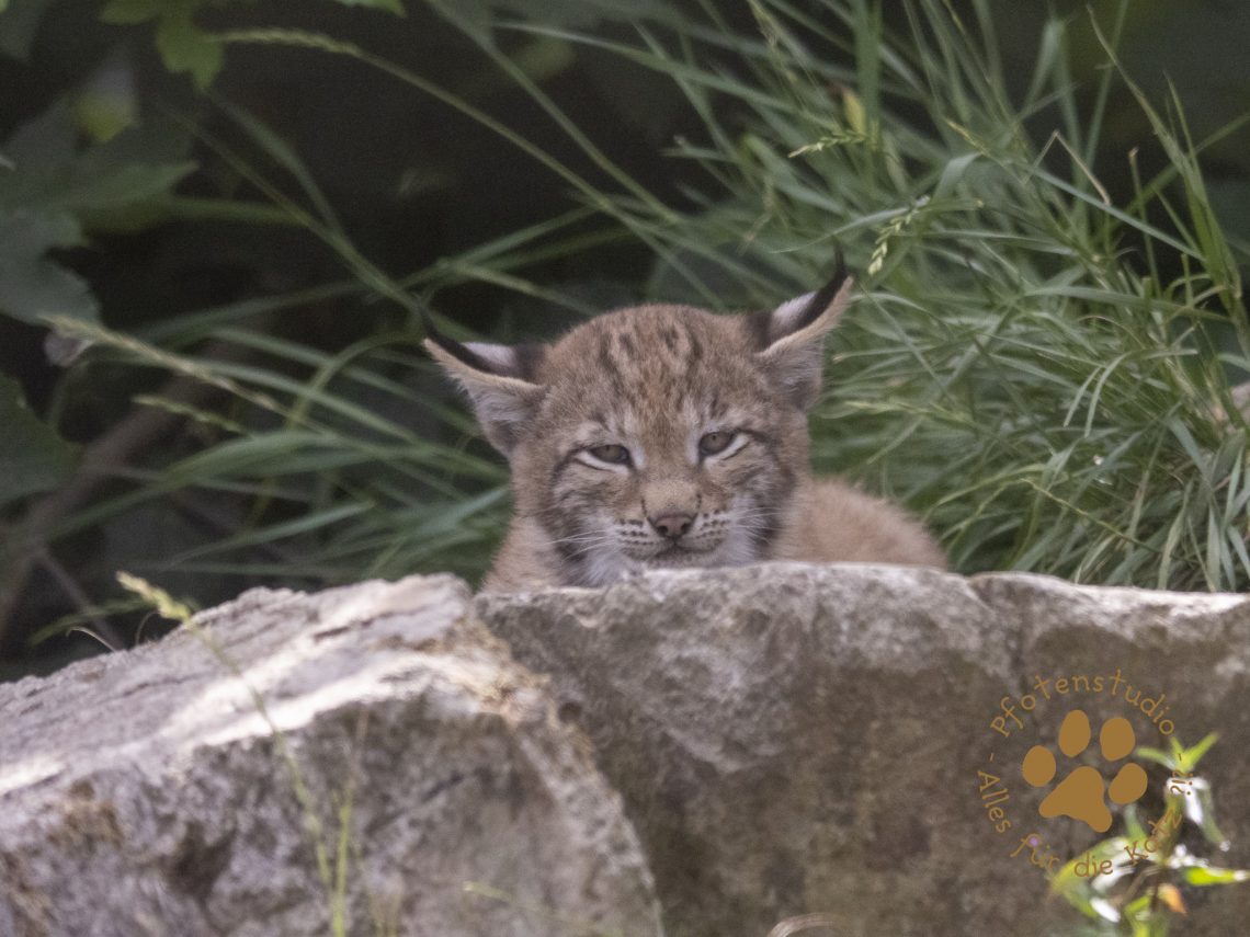 Europ_ischer_Luchs_6260727