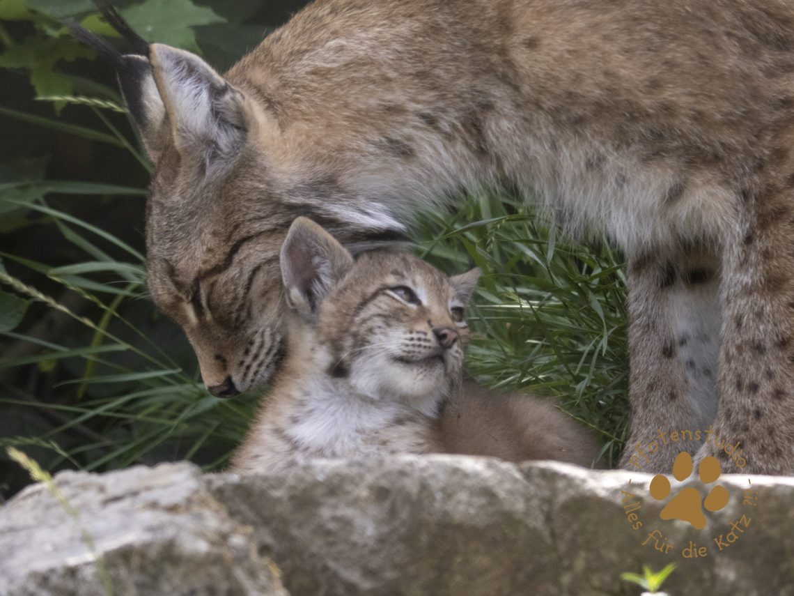 Europ_ischer_Luchs_6260739