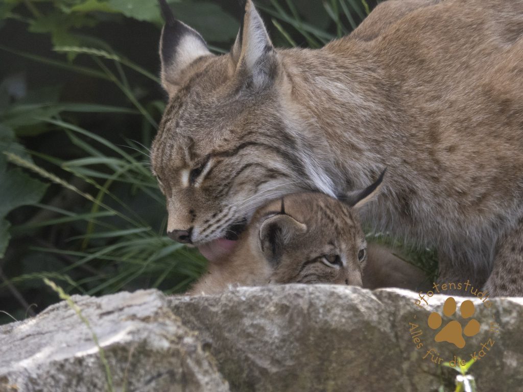 Europ_ischer_Luchs_6260743
