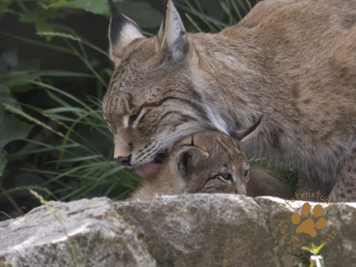 Europ_ischer_Luchs_6260743