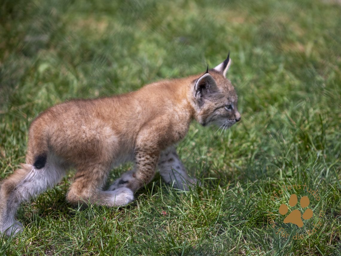 Europ_ischer_Luchs_6290034