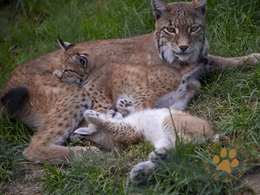 Europ_ischer_Luchs_6290046