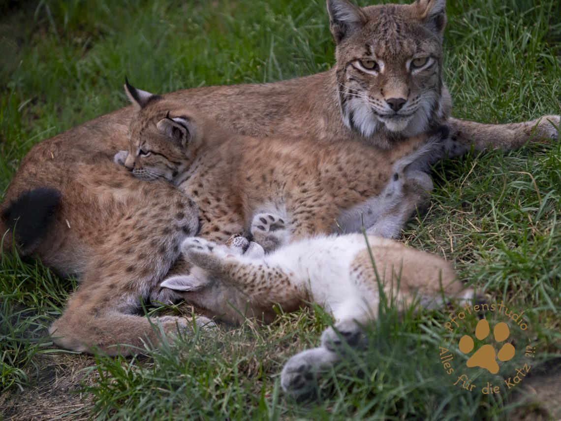 Europ_ischer_Luchs_6290046