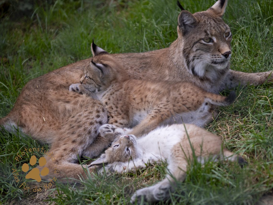 Europ_ischer_Luchs_6290048