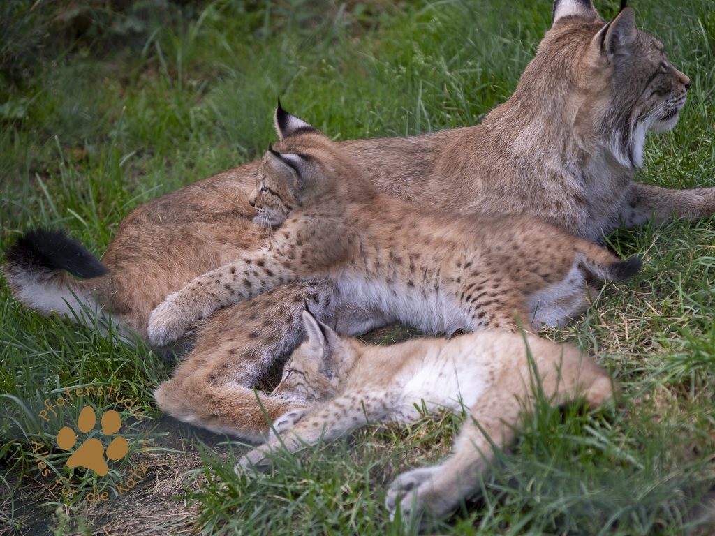 Europ_ischer_Luchs_6290049