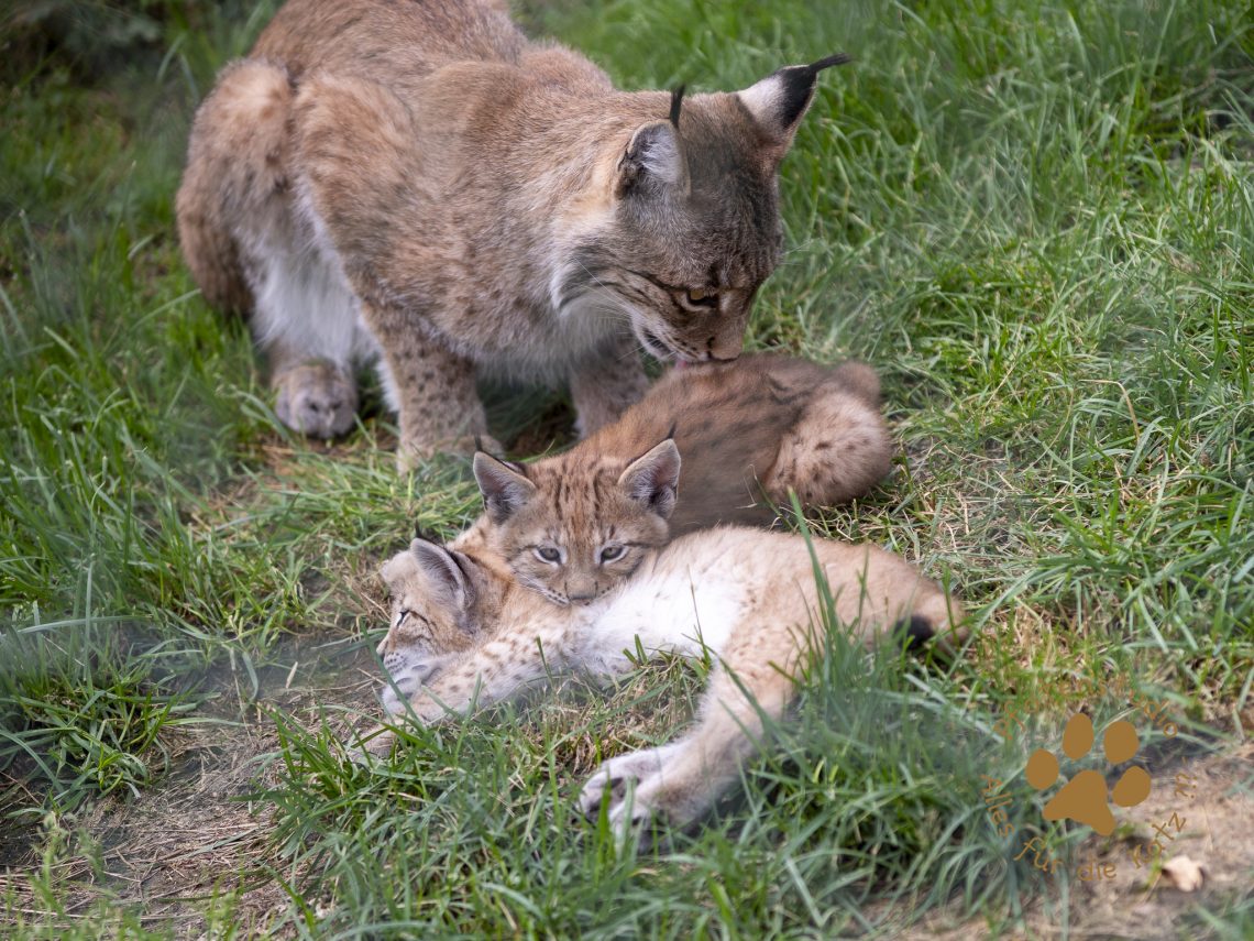 Europ_ischer_Luchs_6290055