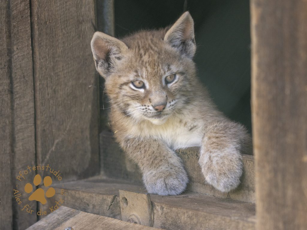 Europ_ischer_Luchs_6290056-2