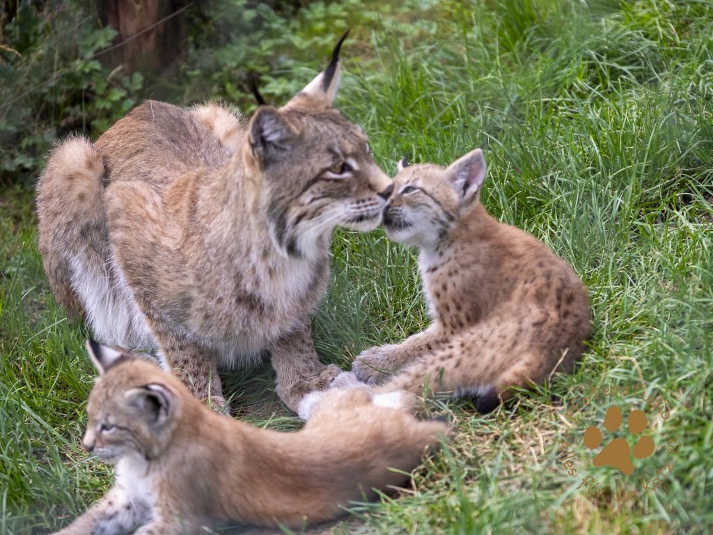 Europ_ischer_Luchs_6290065