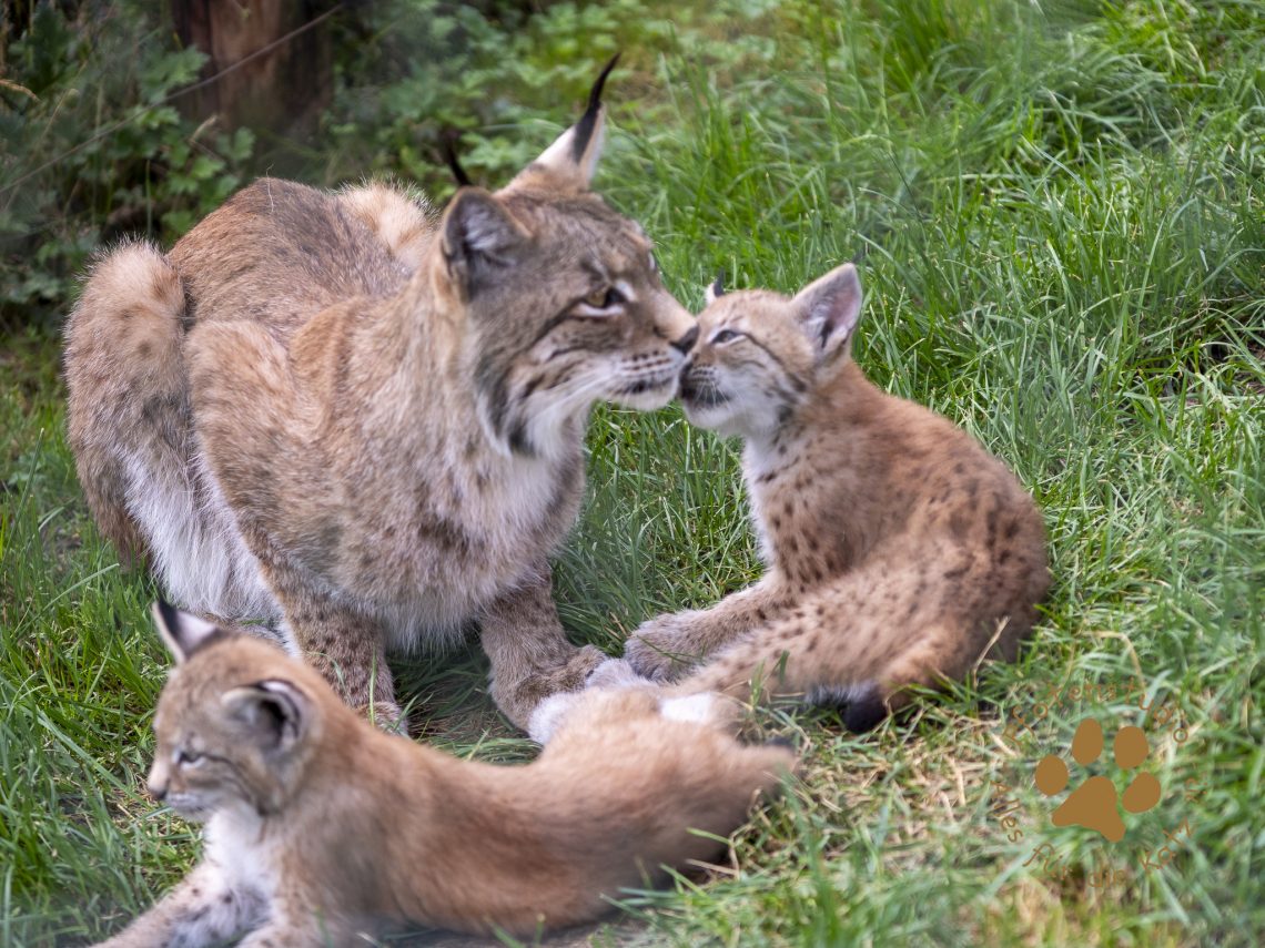 Europ_ischer_Luchs_6290065