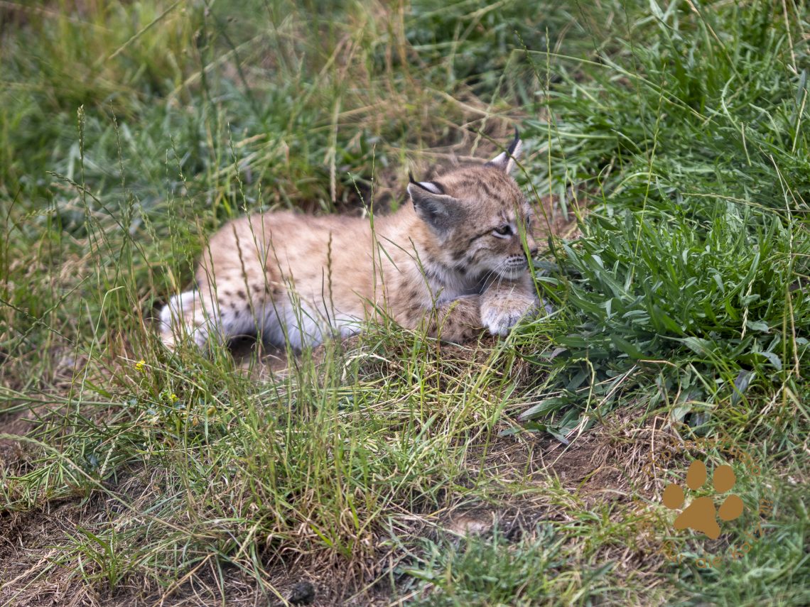 Europ_ischer_Luchs_6290081