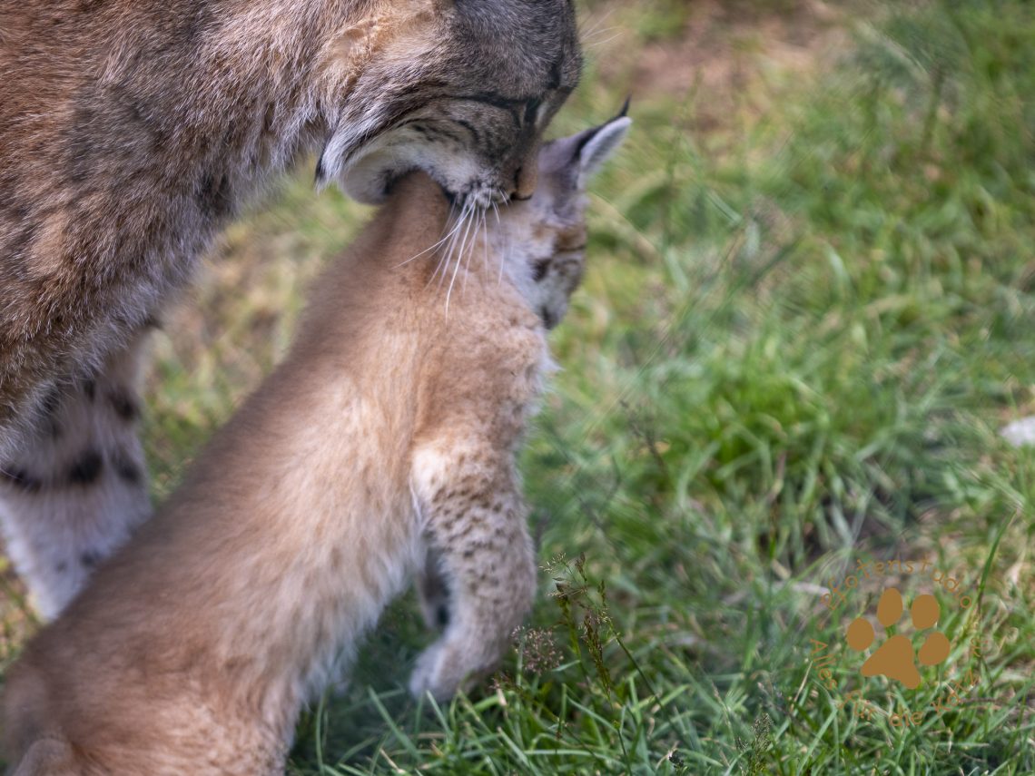 Europ_ischer_Luchs_6290086
