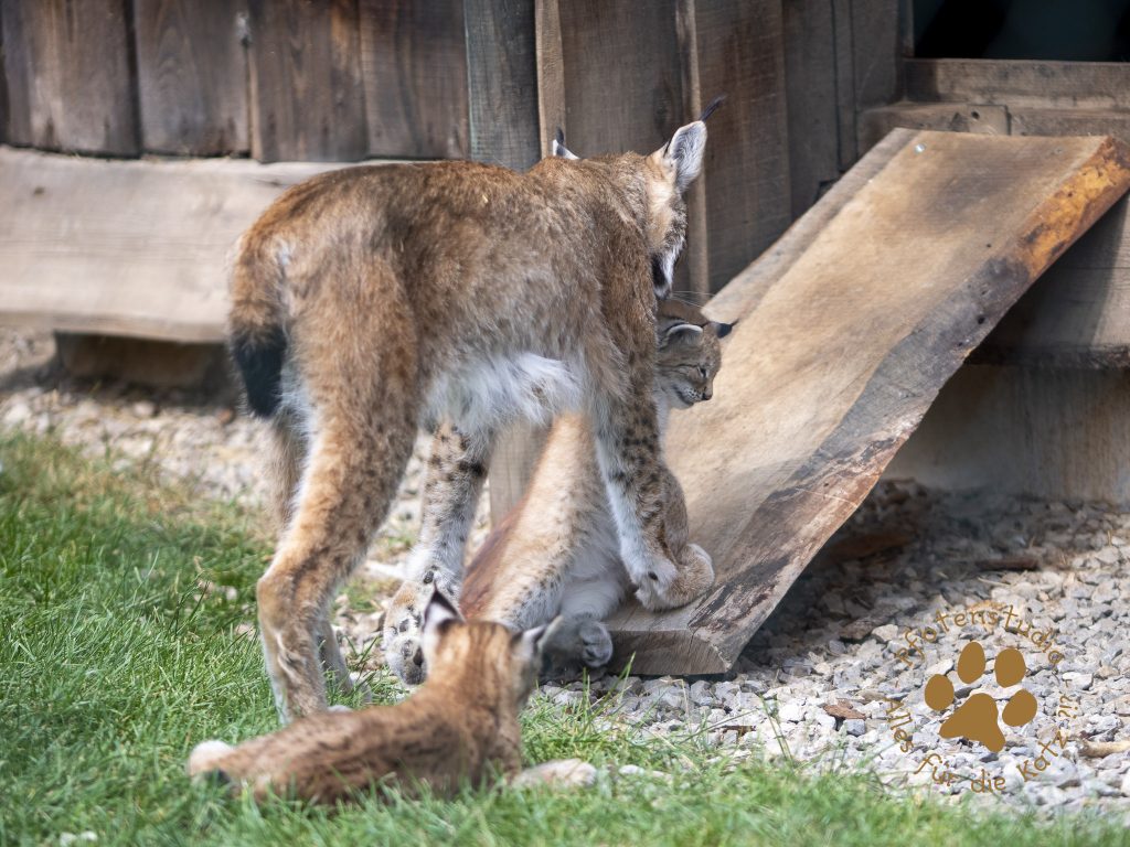 Europ_ischer_Luchs_6290100