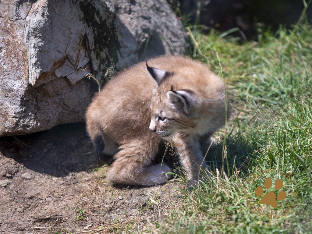 Europ_ischer_Luchs_6290119