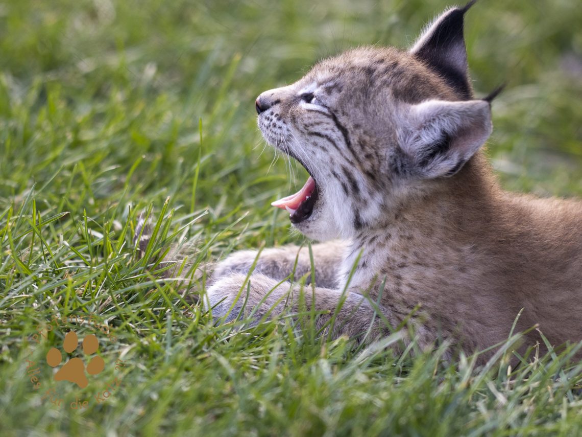 Europ_ischer_Luchs_6290122-2