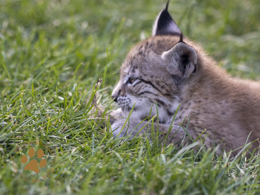 Europ_ischer_Luchs_6290123-2
