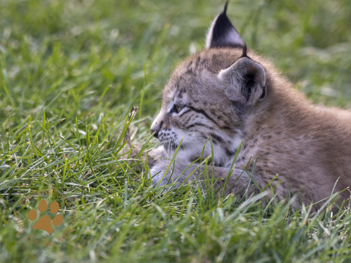 Europ_ischer_Luchs_6290123-2