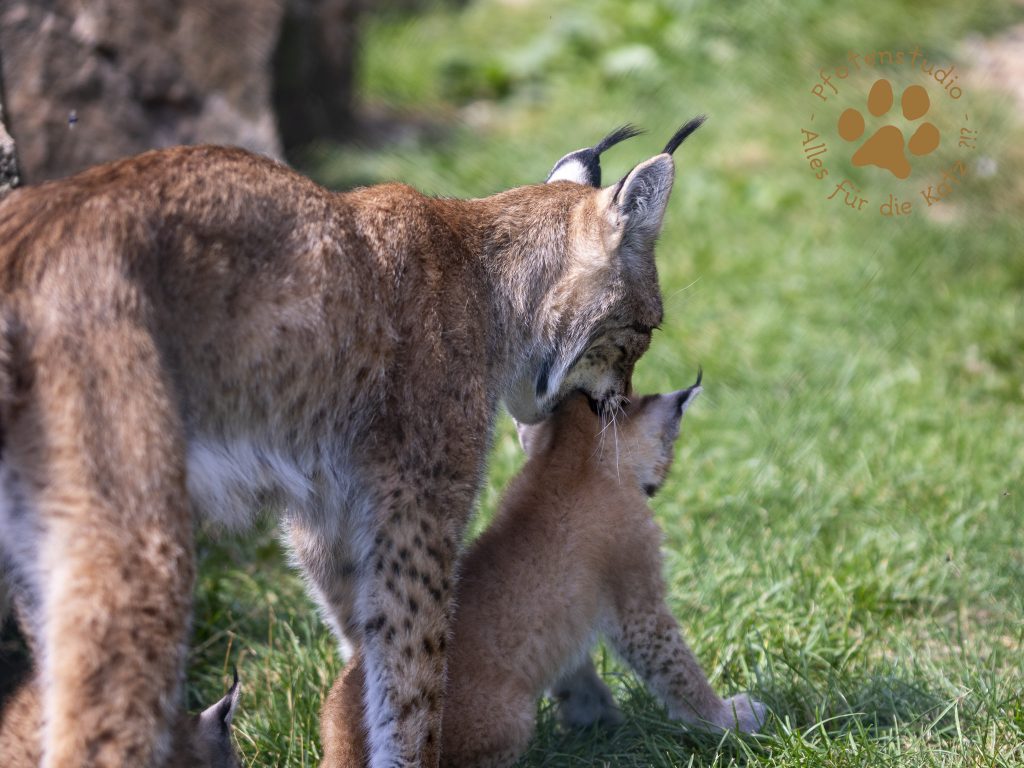 Europ_ischer_Luchs_6290133