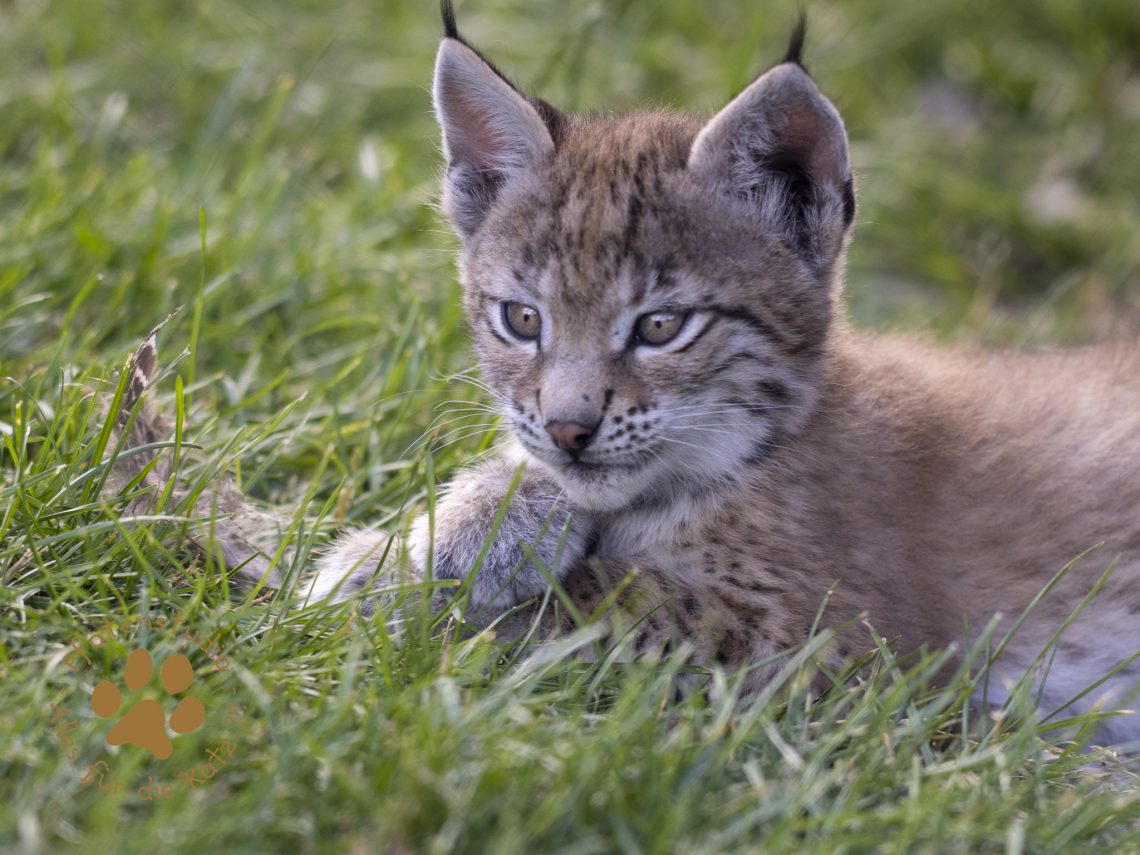 Europ_ischer_Luchs_6290136-2