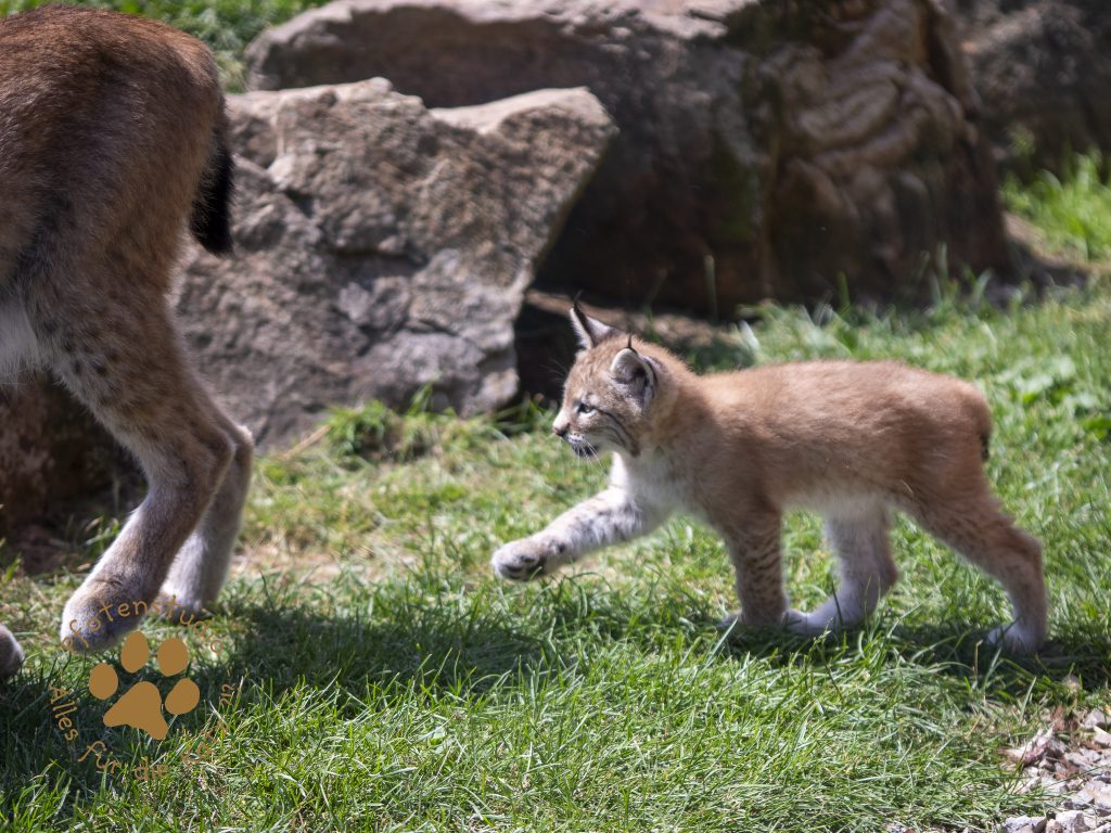 Europ_ischer_Luchs_6290153