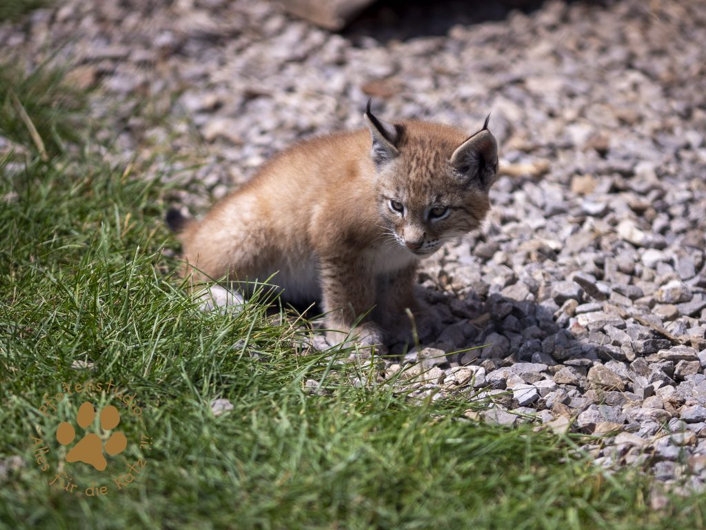 Europ_ischer_Luchs_6290172
