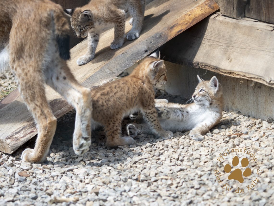 Europ_ischer_Luchs_6290178