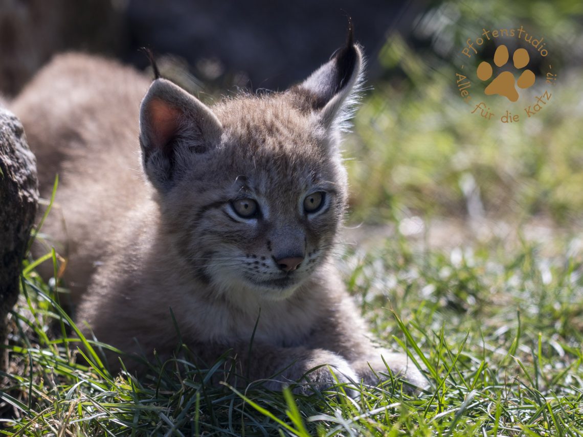 Europ_ischer_Luchs_6290189-2