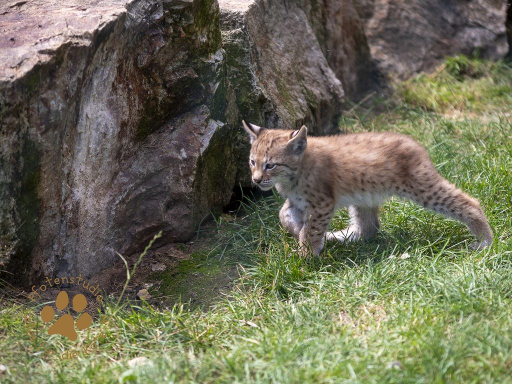 Europ_ischer_Luchs_6290198