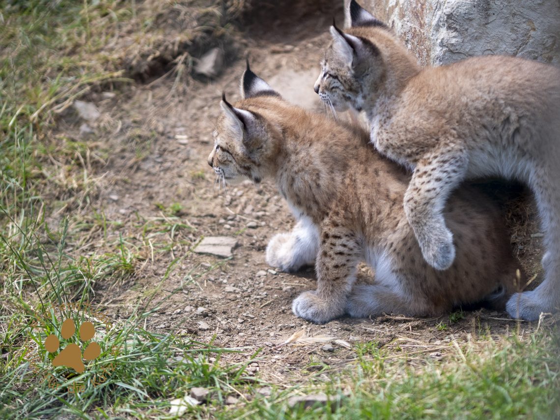 Europ_ischer_Luchs_6290203