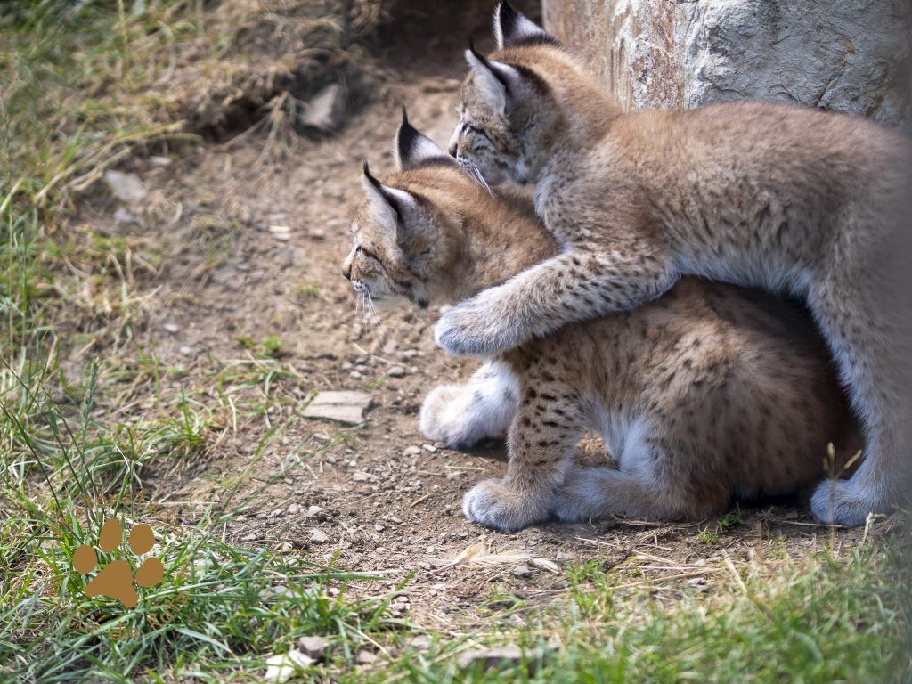 Europ_ischer_Luchs_6290204