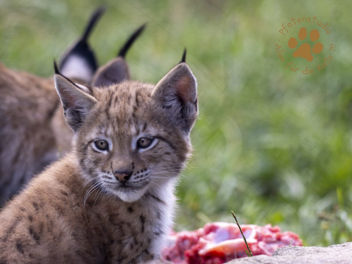 Europ_ischer_Luchs_6290269-2