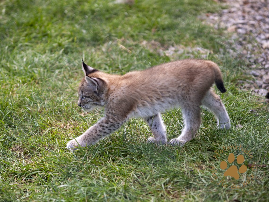 Europ_ischer_Luchs_6290288