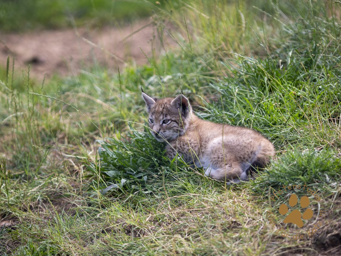 Europ_ischer_Luchs_6290296