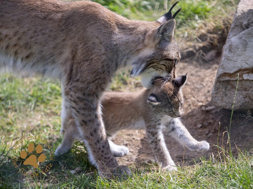 Europ_ischer_Luchs_6290315