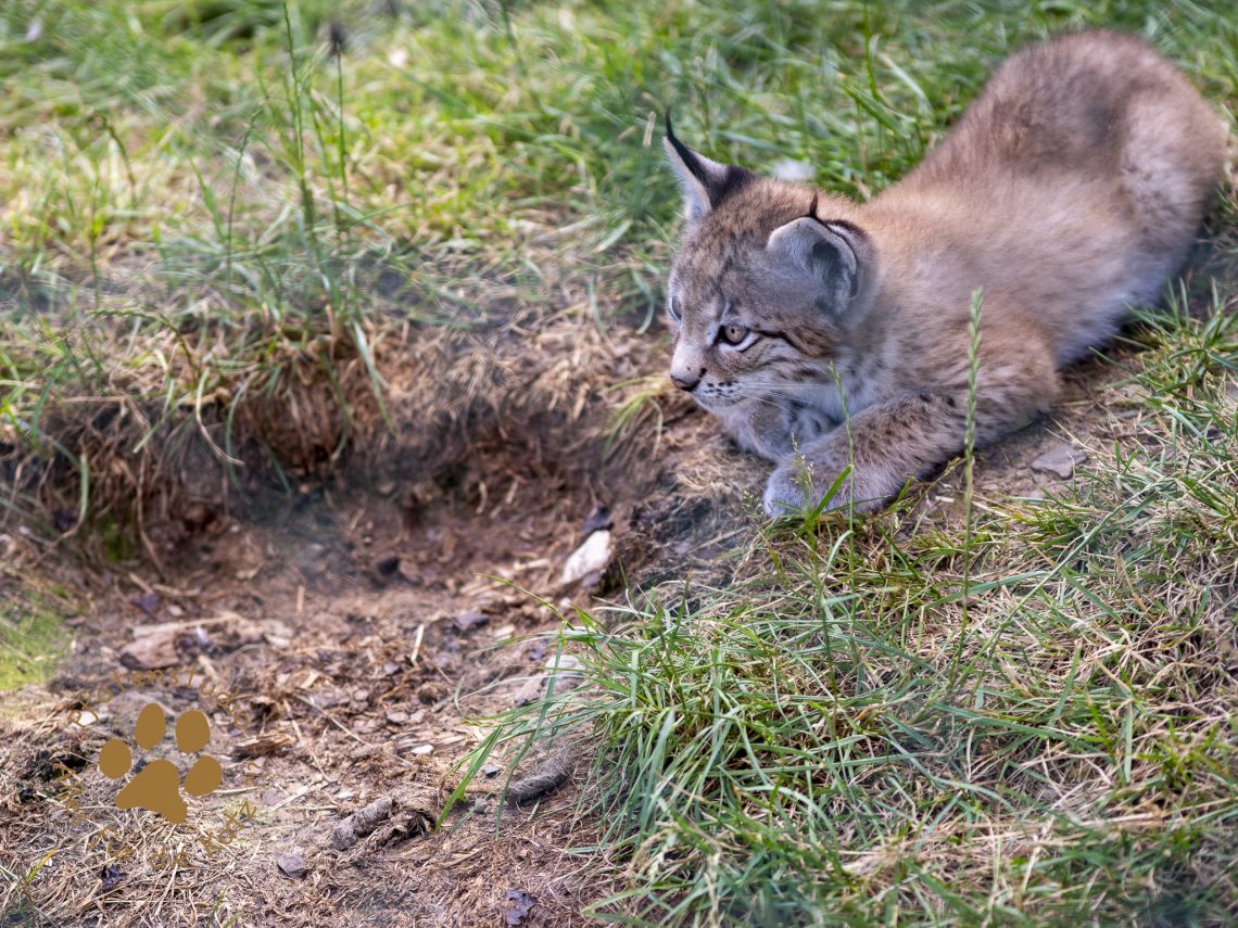 Europ_ischer_Luchs_6290346