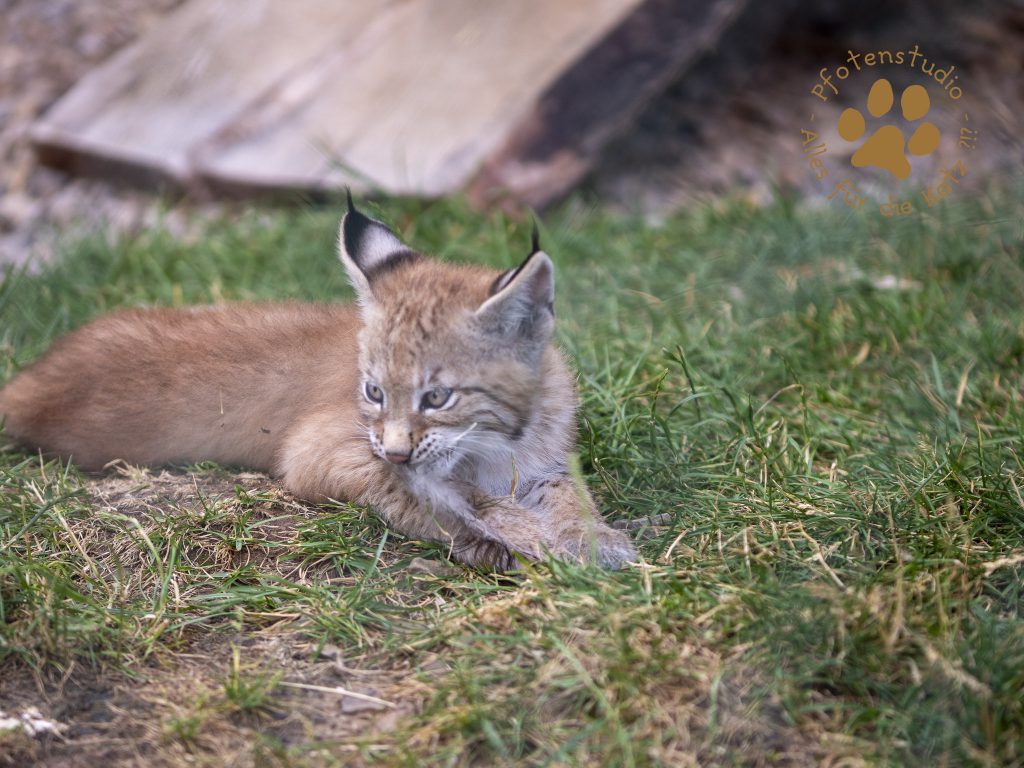 Europ_ischer_Luchs_6290526