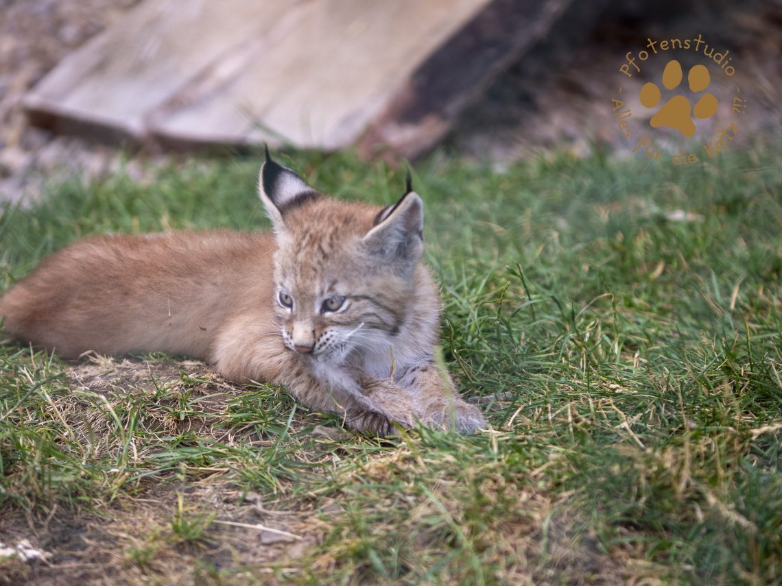 Europ_ischer_Luchs_6290526