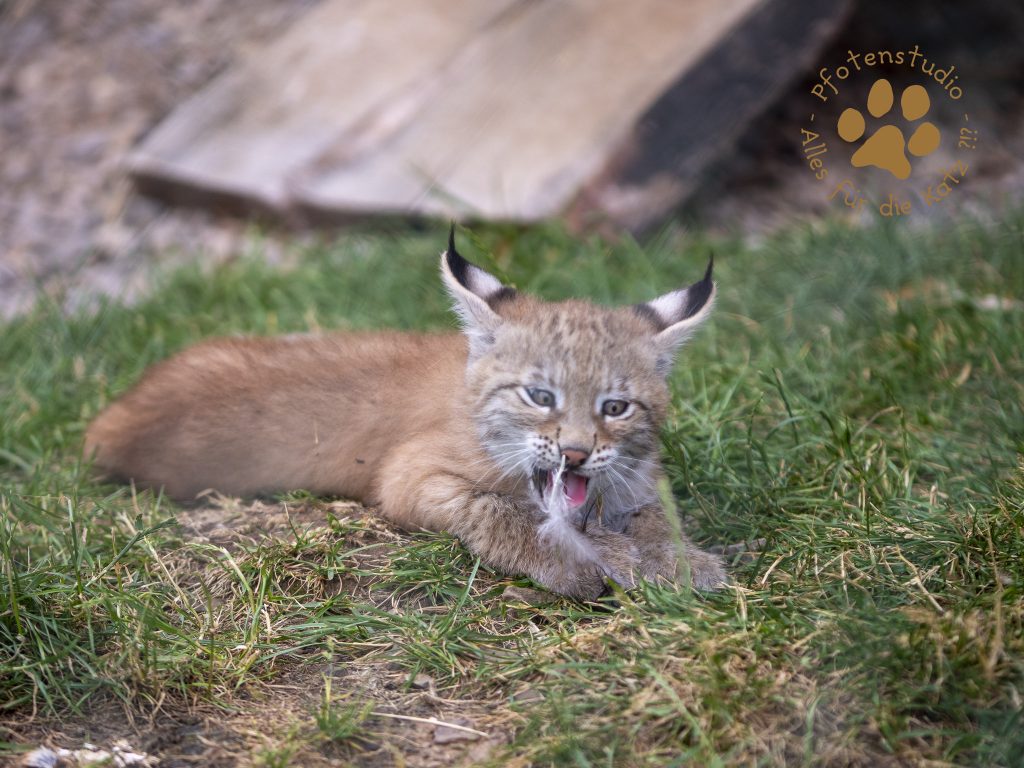 Europ_ischer_Luchs_6290530