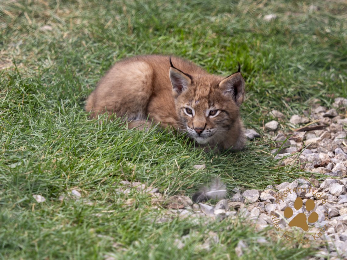 Europ_ischer_Luchs_7060025