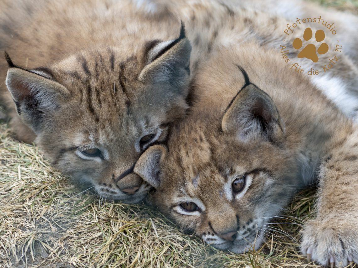 Europ_ischer_Luchs_7060479