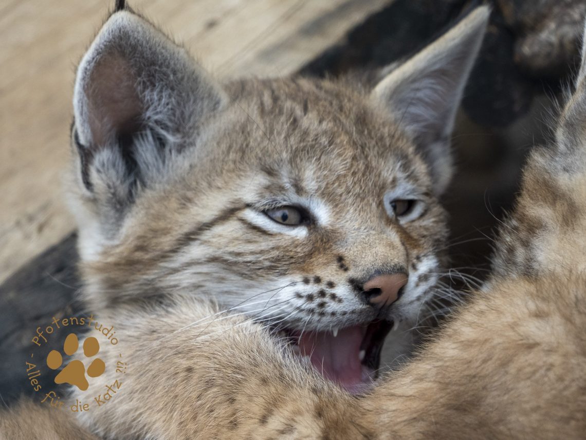 Europ_ischer_Luchs_7060731