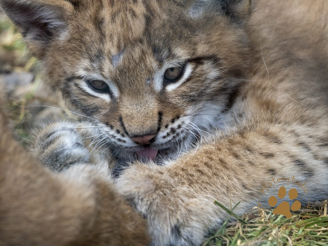 Europ_ischer_Luchs_7060736