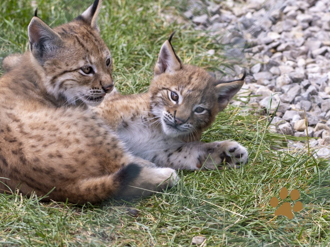 Europ_ischer_Luchs_7060879