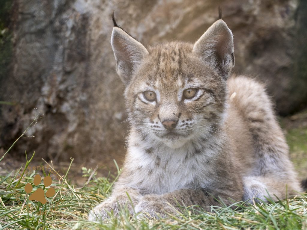 Europ_ischer_Luchs_7060960