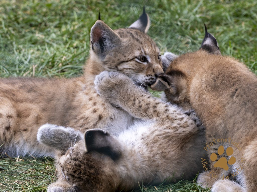 Europ_ischer_Luchs_7061097