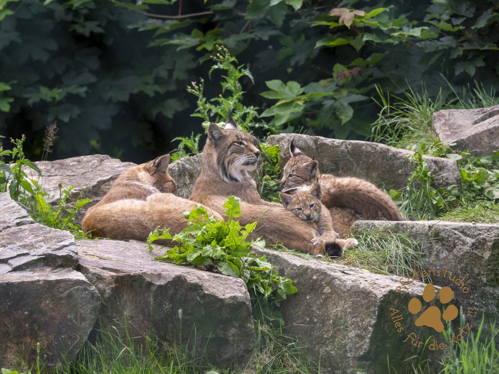 Europ_ischer_Luchs_7070042-2