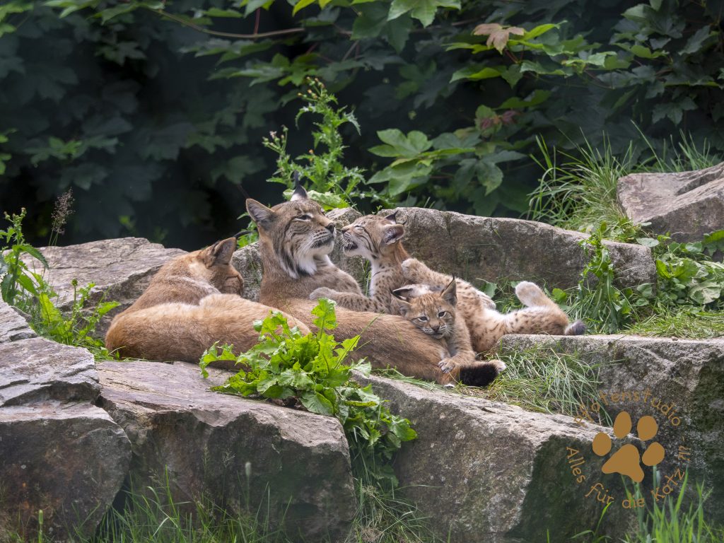 Europ_ischer_Luchs_7070043-2